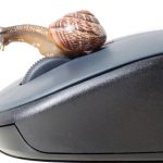 snail mouse